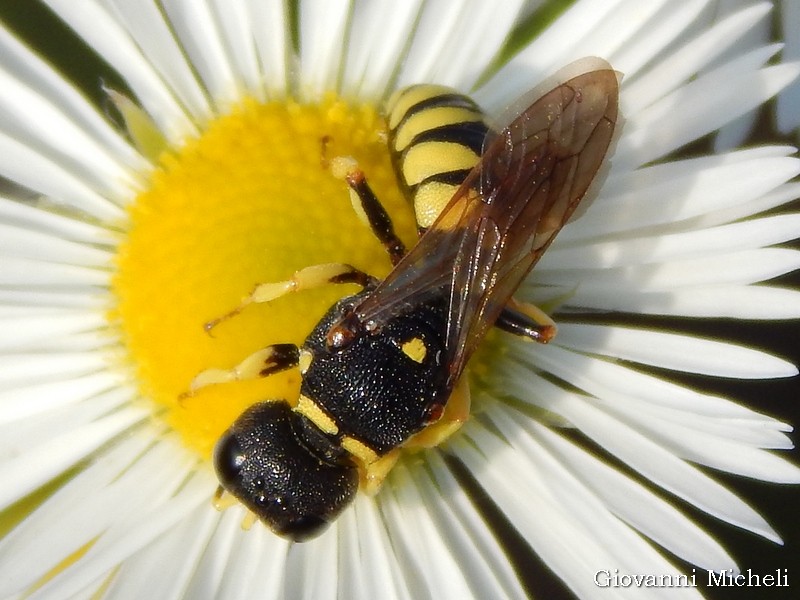 Crabronidae: Lestica clipeata, femmina